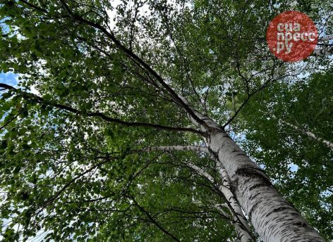 ​На трех улицах Сургута проведут обрезку деревьев