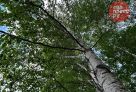 ​На трех улицах Сургута проведут обрезку деревьев
