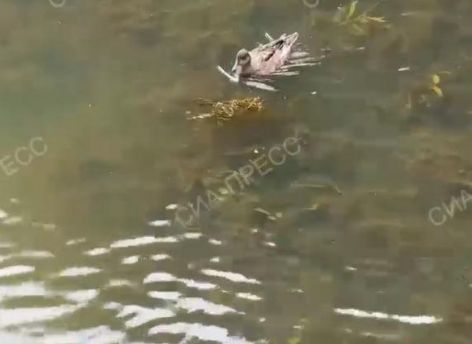 ​Вода в сургутской Сайме стала прозрачнее // ВИДЕО