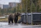 Власти Тюменской области решили отстрелить почти 50 медведей