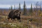​40 разрешений на добычу медведей выдали охотникам в Югре в 2026 году