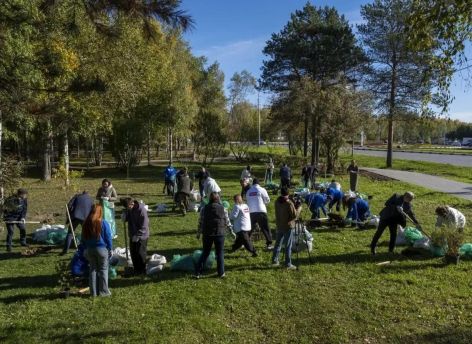В Сургуте улицы освобождают от ивняка, чтобы посадить более стойкие кустарники и яблони