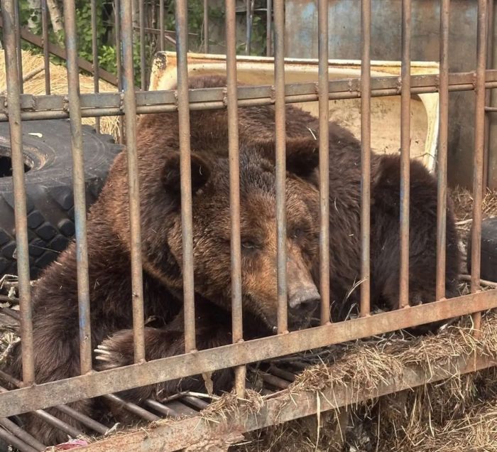 ​Медведь Балу из Югры отправился в новый вольер в Ивановскую область