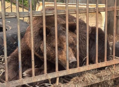 ​Медведь Балу из Югры отправился в новый вольер в Ивановскую область