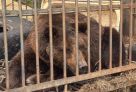 ​Медведь Балу из Югры отправился в новый вольер в Ивановскую область