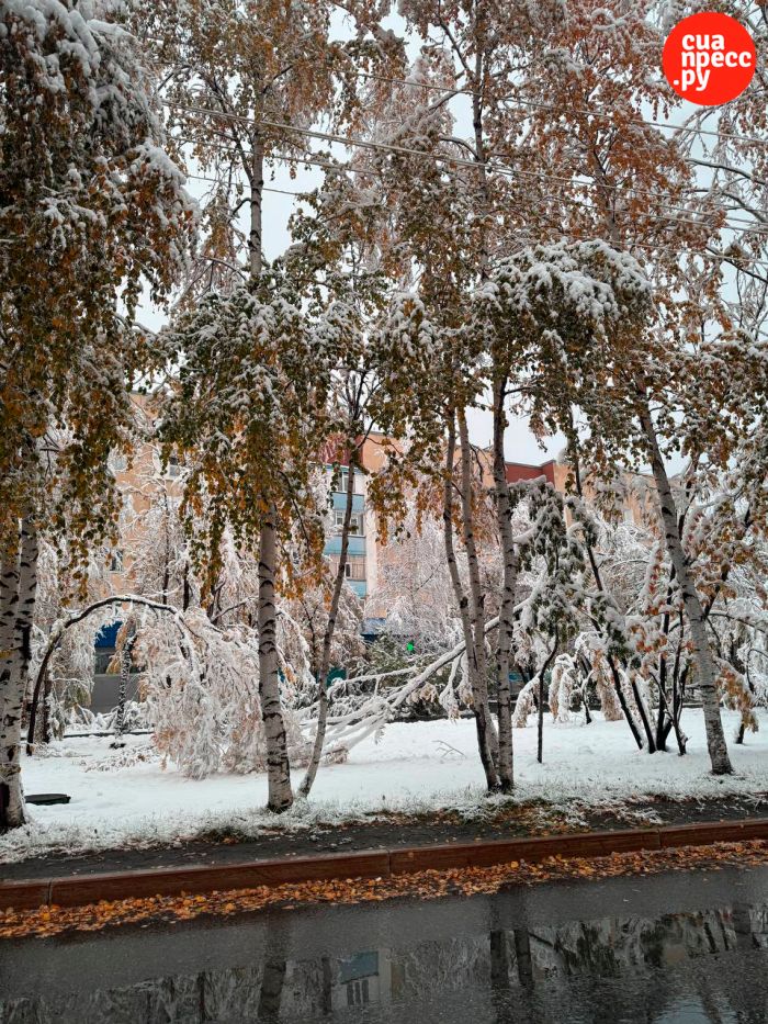 ​Первый снегопад повалил деревья в Сургуте // ФОТОРЕПОРТАЖ