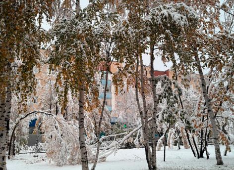 ​Первый снегопад повалил деревья в Сургуте // ФОТОРЕПОРТАЖ
