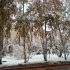 ​Первый снегопад повалил деревья в Сургуте // ФОТОРЕПОРТАЖ