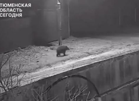 В Тюменской области поймали медвежонка, который трое суток бродил возле одного из поселков