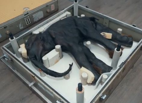Югорчане смогут увидеть мумии мамонтенка Димы, носорожка и пещерных львят