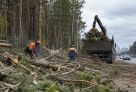 ​Более тысячи деревьев в Сургуте пойдут под санитарную вырубку