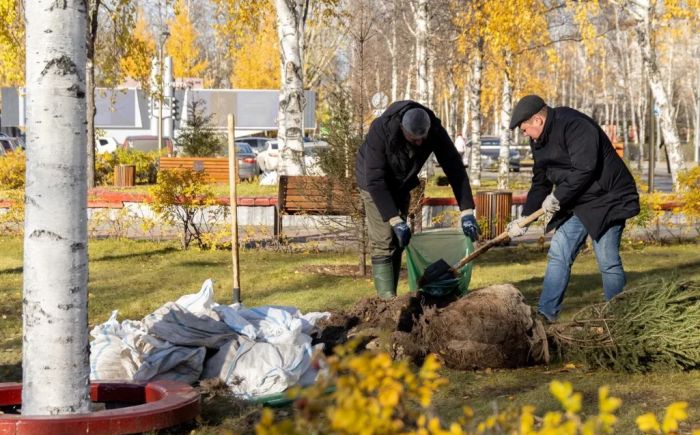 Перед администрацией Сургута теперь растет манчжурский орех