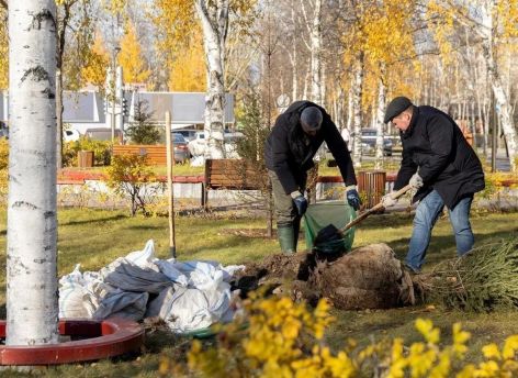 За два месяца сургутяне высадили на 38 городских территориях более тысячи деревьев и кустарников