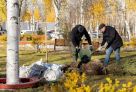 За два месяца сургутяне высадили на 38 городских территориях более тысячи деревьев и кустарников